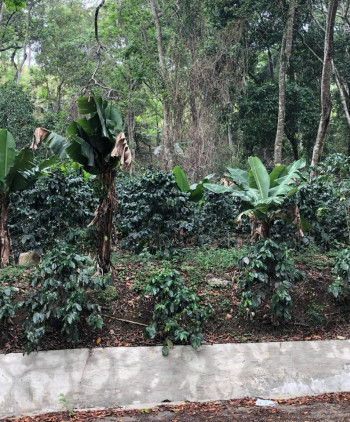 La agroforestería: un modelo productivo sostenible, biodiverso y adaptable a los cambios del clima
