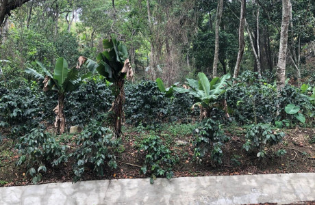 La agroforestería: un modelo productivo sostenible, biodiverso y adaptable a los cambios del clima
